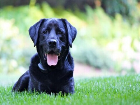 Mơ thấy máu chó màu đen