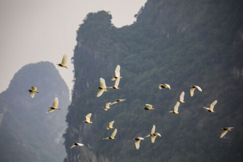 nam mo thay chim danh so gi 5