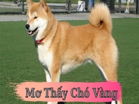 Những điều bất ngờ khi nằm mơ thấy cho vàng