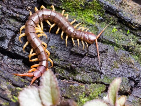 Mơ thấy hai con rết đang cắn nhau
