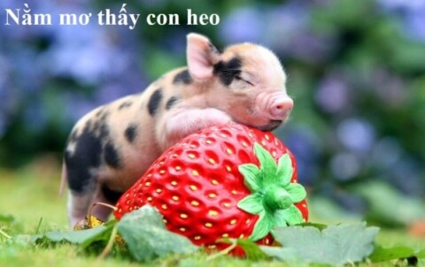 nam mo thay heo 0