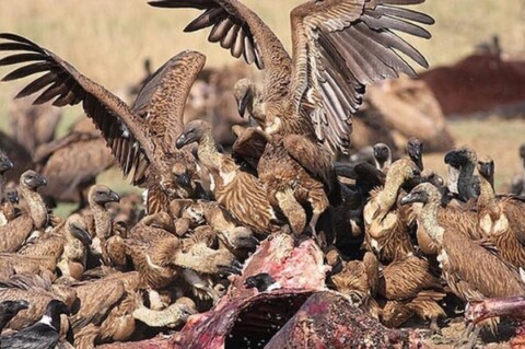 Quy trình thực hiện nghi lễ điểu táng