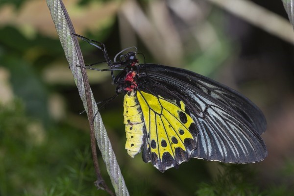 Bướm là loài côn trùng thuộc bộ cánh vẩy