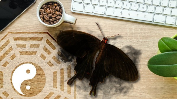 Bướm đen bay vào nhà có thể là điềm báo về sự mất mát