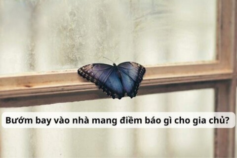 Bướm bay vào nhà hên hay xui phụ thuộc vào nhiều yếu tố