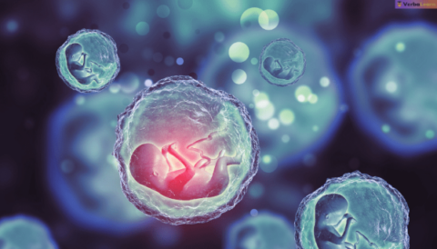 Mơ thấy thai nhi chết đánh con gì?