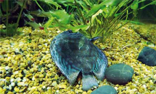 Có rất nhiều nguyên nhân dẫn đến tình trạng cá cảnh chết