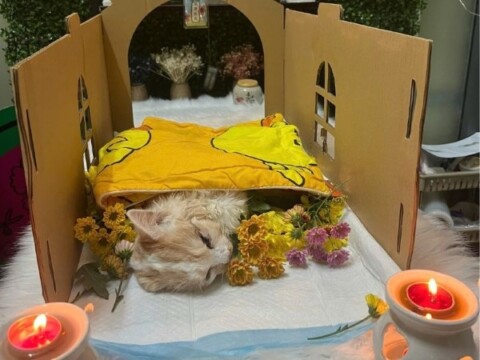 Cách xử lý khi mèo qua đời