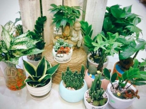 Tác dụng phong thủy của việc trồng cây hợp mệnh kim đối với người sinh năm 1992