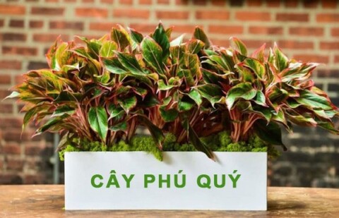 Cây phú quý giúp gia chủ sẽ cảm thấy thư giãn và giảm bớt căng thẳng