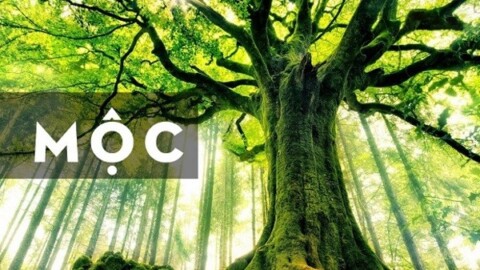 Người mệnh mộc là người kiên trì và bền bỉ