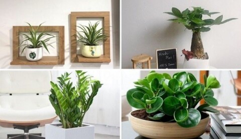 Cây cây để bàn làm việc cho người mệnh thổ