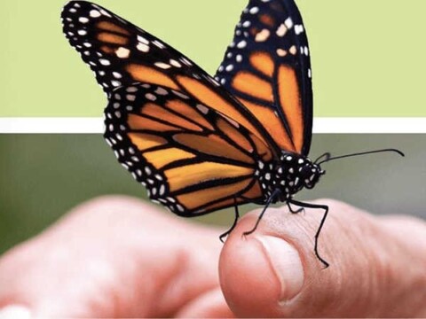 Có nên đuổi bướm nâu bay vào nhà không?