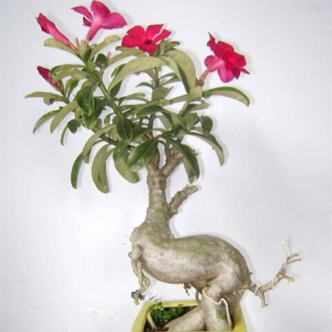 cay hop menh tho 1990 10