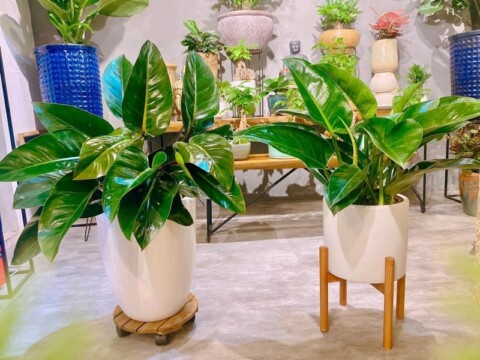 Cây trầu bà có hợp mệnh hỏa không?