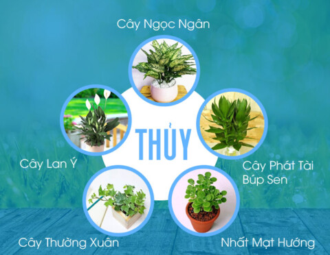 Mệnh Thủy hợp cây gì mang lại may mắn và tài lộc