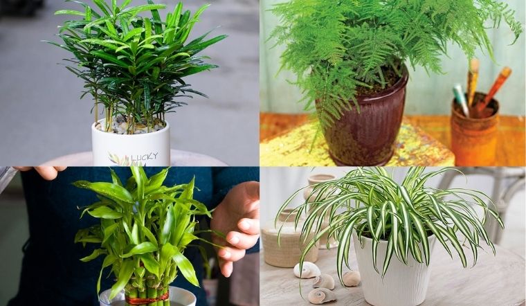 Những lưu ý khi chọn cây cảnh cho người mệnh Thủy Những lưu ý khi chọn cây cảnh cho người mệnh Thủy