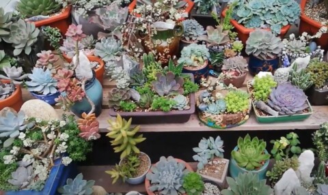 sen da hop menh moc 7